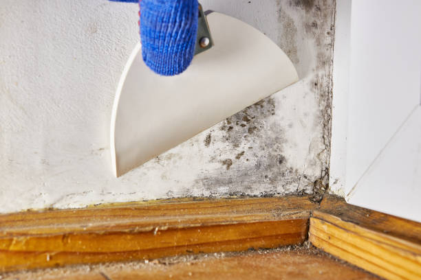 Professional Mold Removal in Oak Hill, OH